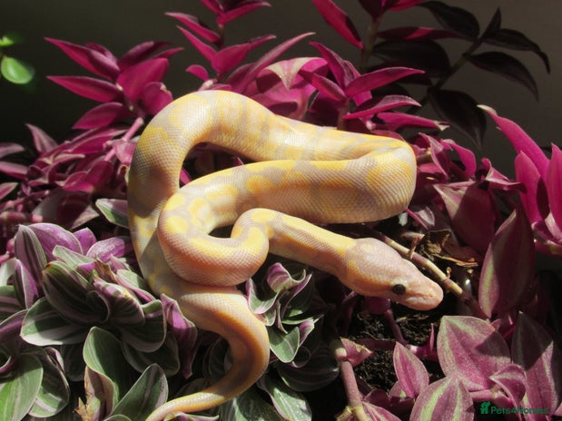 Python Snake reptiles - Advert 1