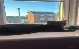 Mixed Breed cats for sale: Free 2 years and 6 months female  - Advert 1