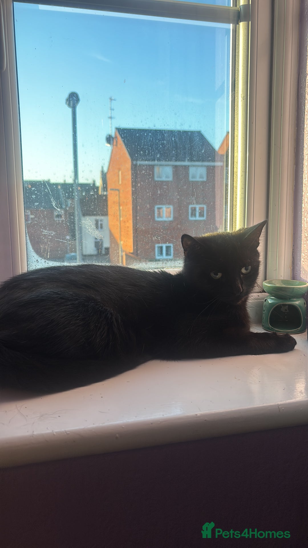 Mixed Breed cats for sale: Free 2 years and 6 months female  - Advert 1