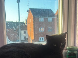 Mixed Breed cats Free 2 years and 6 months female - Advert 3