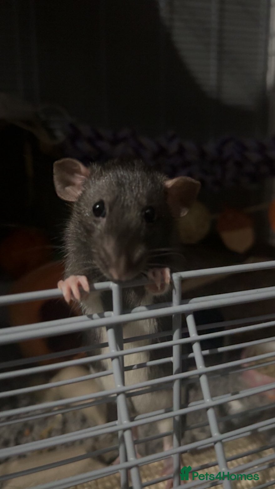 Rat rodents 6 female rats  - Advert 5