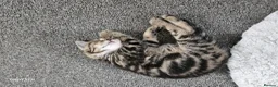 Mixed Breed cats for sale: Beautiful female cat looking for a home. - Advert 5