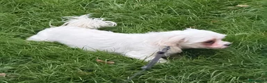 Maltese 1