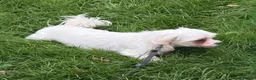 Maltese dogs for sale: Healthy 6year old female looking for a lovely home - Advert 19
