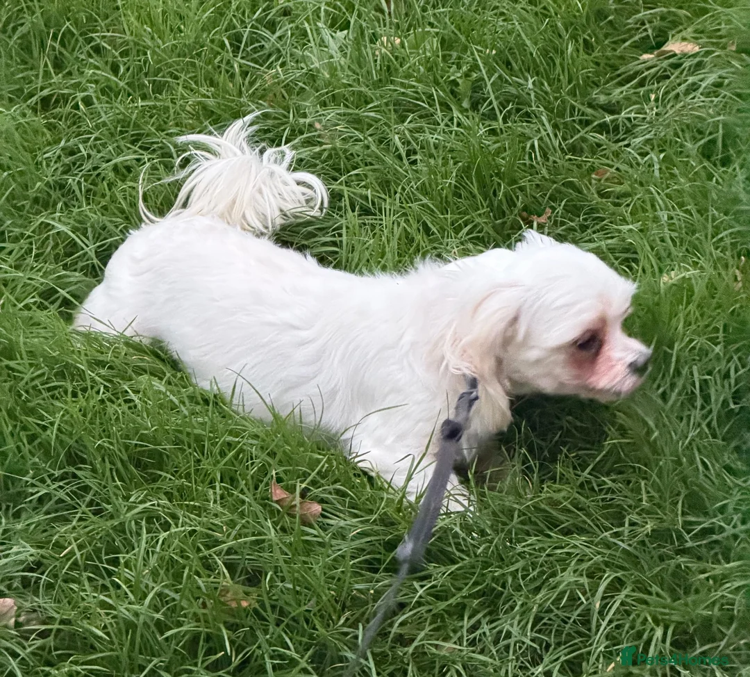 Maltese dogs for sale: Healthy 6year old female looking for a lovely home - Advert 19