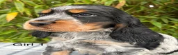 Cocker Spaniel dogs for sale: READY NOW😍 line quality show cockers - Advert 15