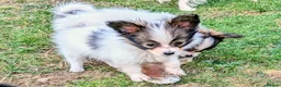 Papillon dogs for sale: KC Registered Papillon Boy - Advert 8