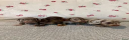 Miniature Dachshund dogs for sale: Stunning Miniature Dachshund Puppy’s 4 X Females  in Chesterfield - Advert 8