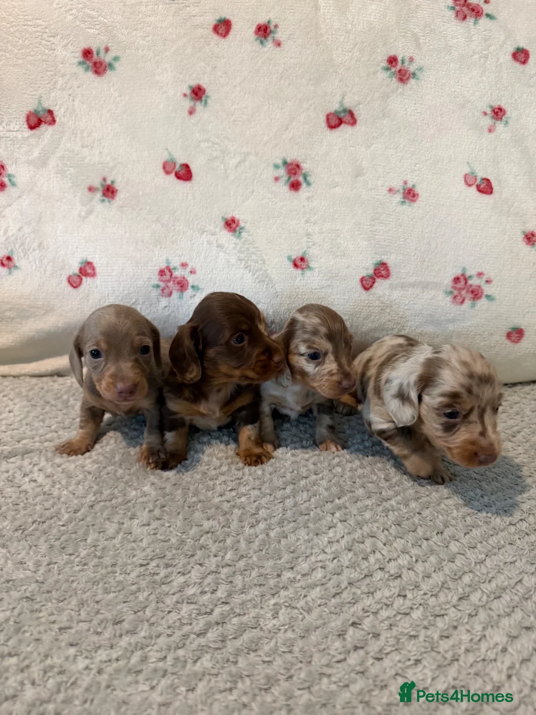 Miniature Dachshund dogs for sale: Stunning Miniature Dachshund Puppy’s 4 X Females  in Chesterfield - Advert 8