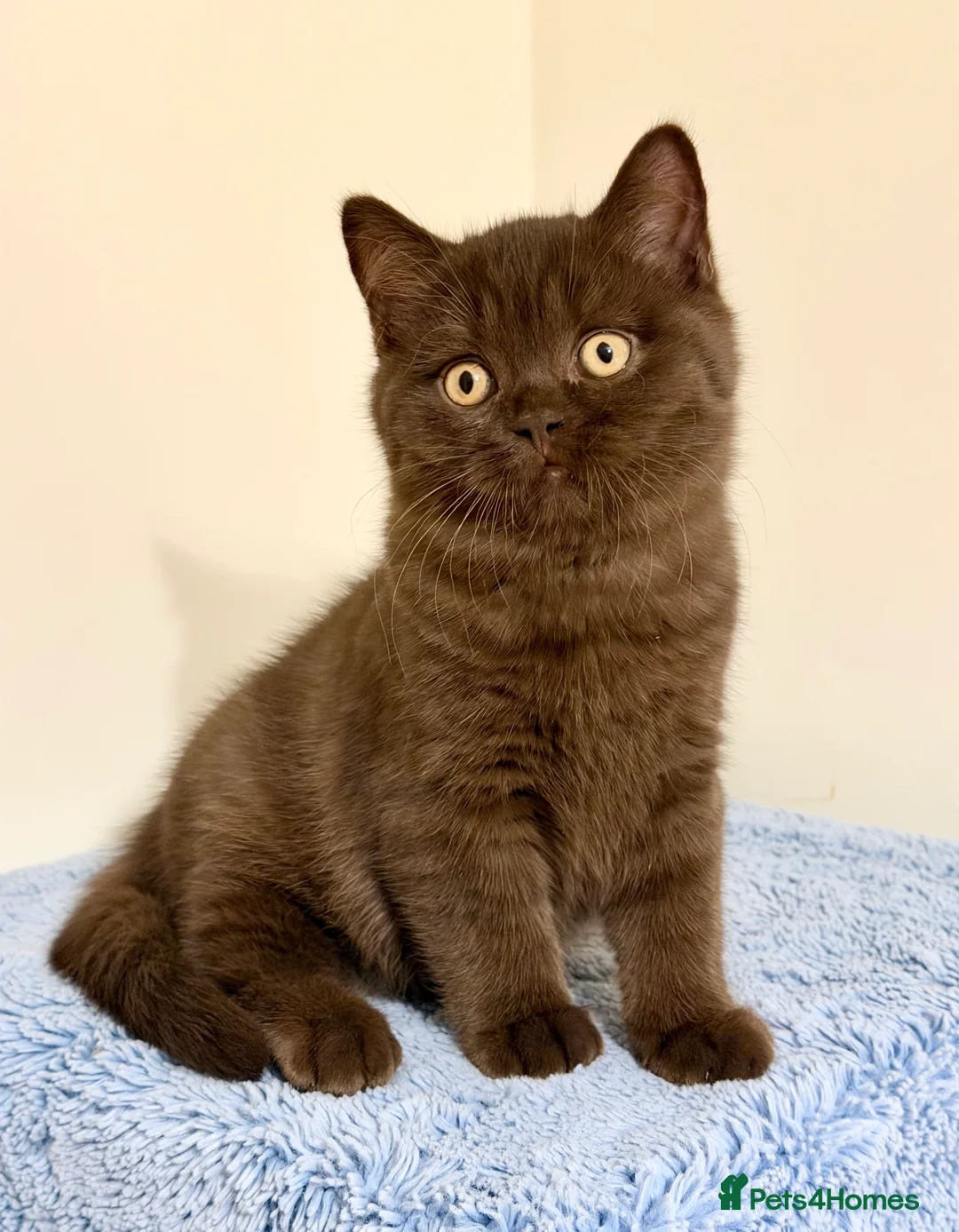 British Shorthair cats for sale: BSH chocolate boys TICA registration  - Advert 16