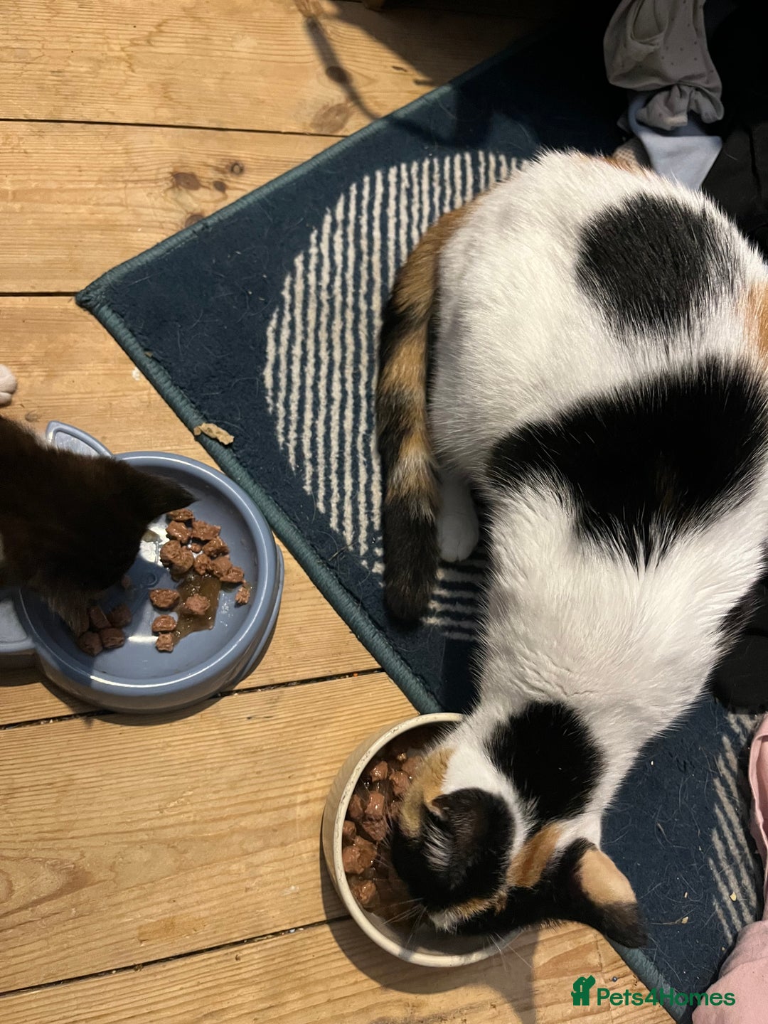 Mixed Breed cats for sale: Adorable kittens  - Image 9
