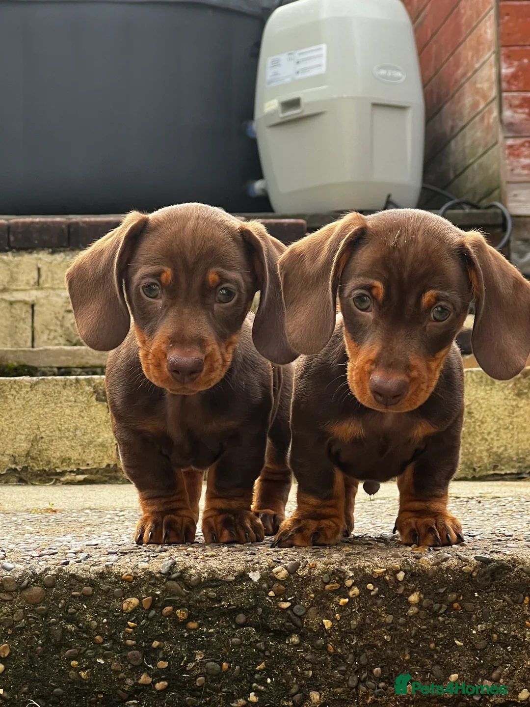 Miniature Dachshund dogs for stud: Kc Reg proven Stud  - Advert 9
