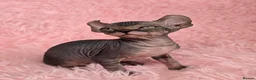 Sphynx cats for sale: 🐾 Gorgeous Sphynx Kittens – Reservations Open! 🐾 - Advert 22