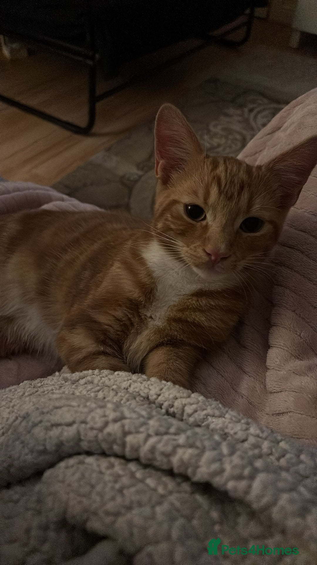 Domestic Shorthair cats for sale: Simba & Nola - Advert 5