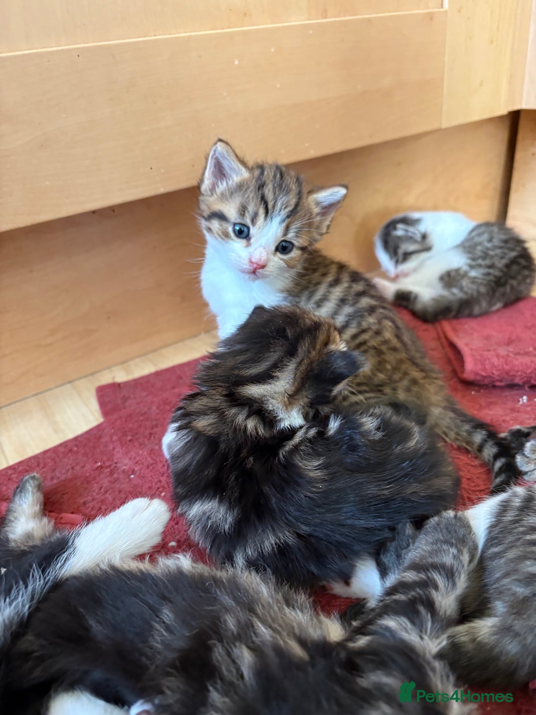 British Shorthair cats for sale: 11 SHORTHAIRED AND LONGHAIRED KITTENS - Image 23