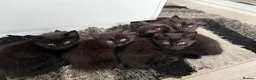 Mixed Breed cats for sale: BEAUTIFUL FLUFFY KITTENS *mixed breed*  - Advert 3