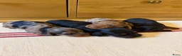 Miniature Dachshund dogs for sale: KC Long Haired Miniature Dachshund Puppies - Advert 17