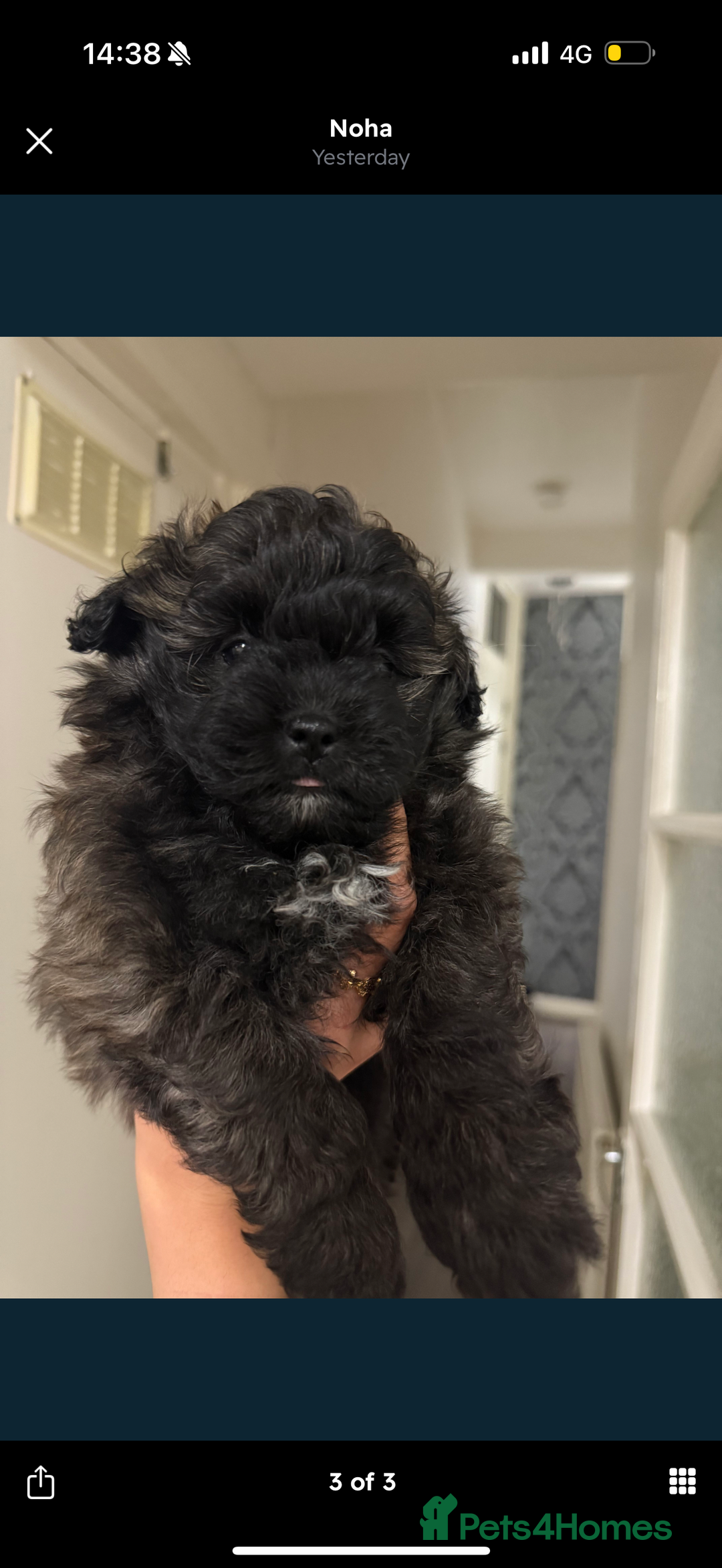 Maltipom dogs for sale: Maltipom puppies  - Advert 2