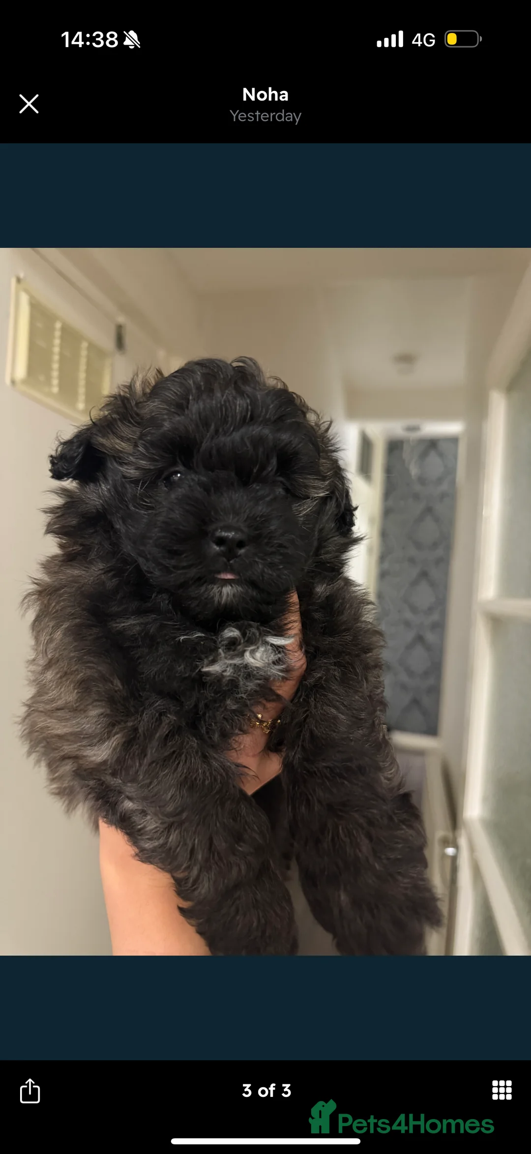 Maltipom dogs for sale: Maltipom puppies  - Advert 2