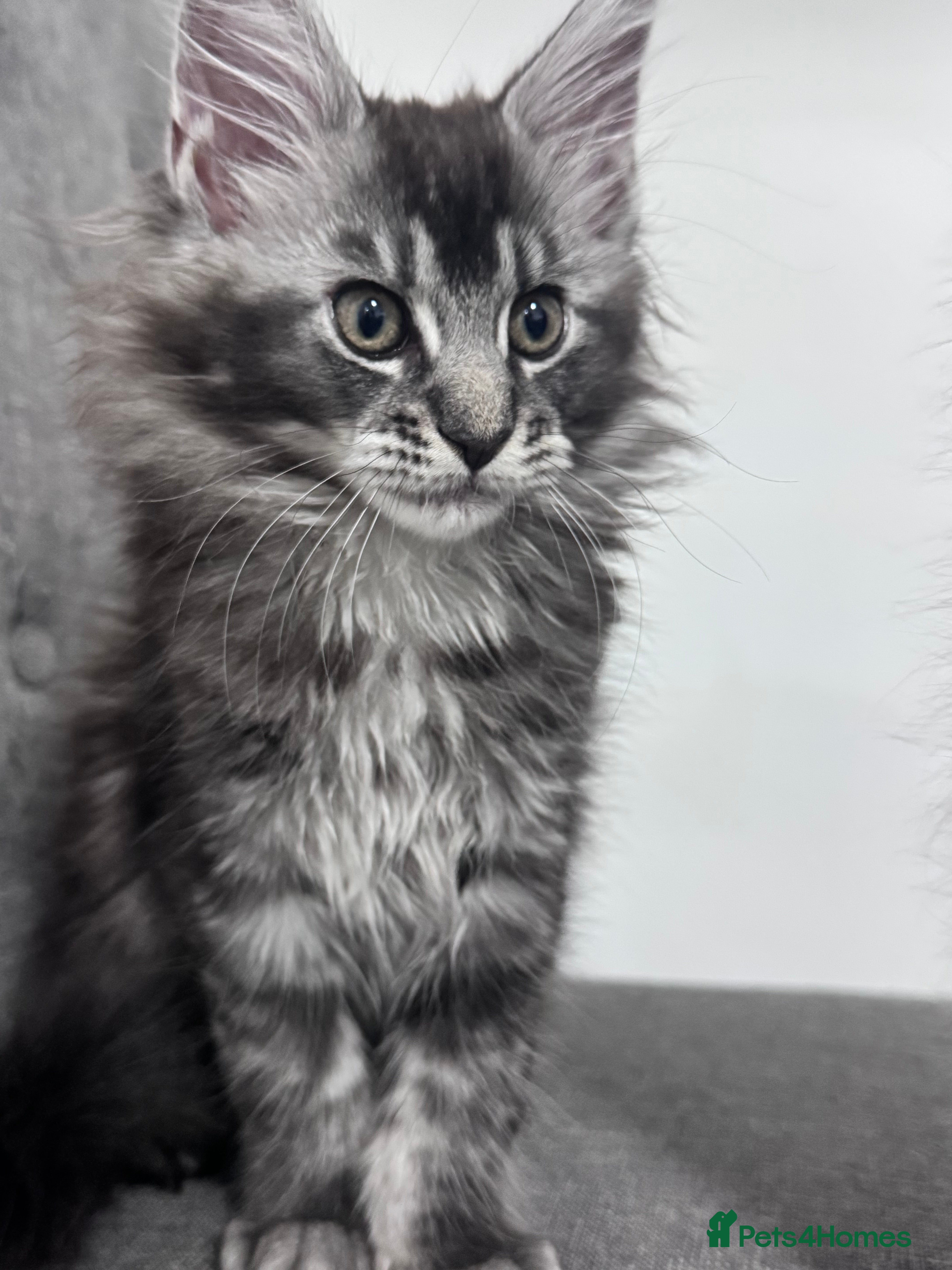 Maine Coon cats 1 Gorgeous Maine Coon Kitten – Fully Vet-Checked - Advert 2