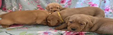 Labrador Retriever Yellow