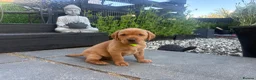 Labrador Retriever dogs for sale: Fox Red Labrador Retriever  - Advert 4