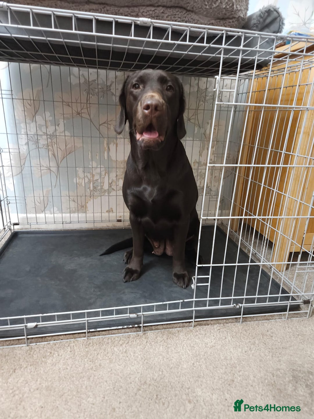 Labrador Retriever dogs for sale:  Gorgeous 1-Year-Old Female Chocolate Labrador  - Advert 2