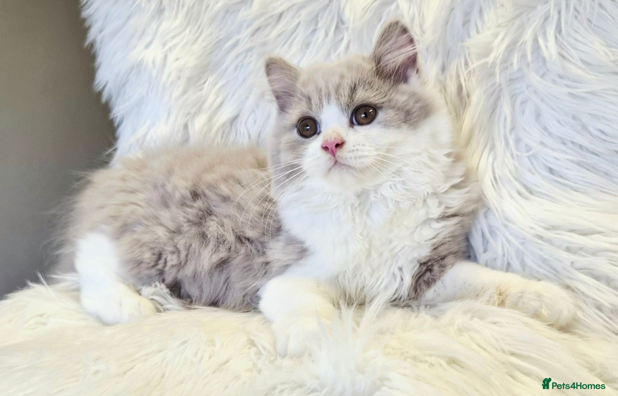 British Shorthair cats Gorgeous loving purr machines READY NOW - Advert 8