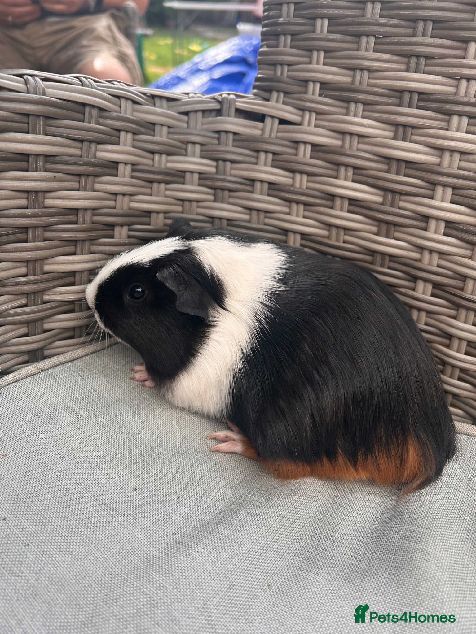 Guinea Pig rodents Boy baby guinea pigs for sale - Advert 18