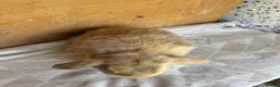 Mini Lop rabbits for sale: mini lop - Advert 4