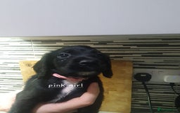 Cocker Spaniel dogs for sale: Cocker spaniel pups for sale! - Image 4