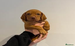 Hungarian Vizsla dogs for sale: KC regarding Hungarian Vizsla puppies - Image 20