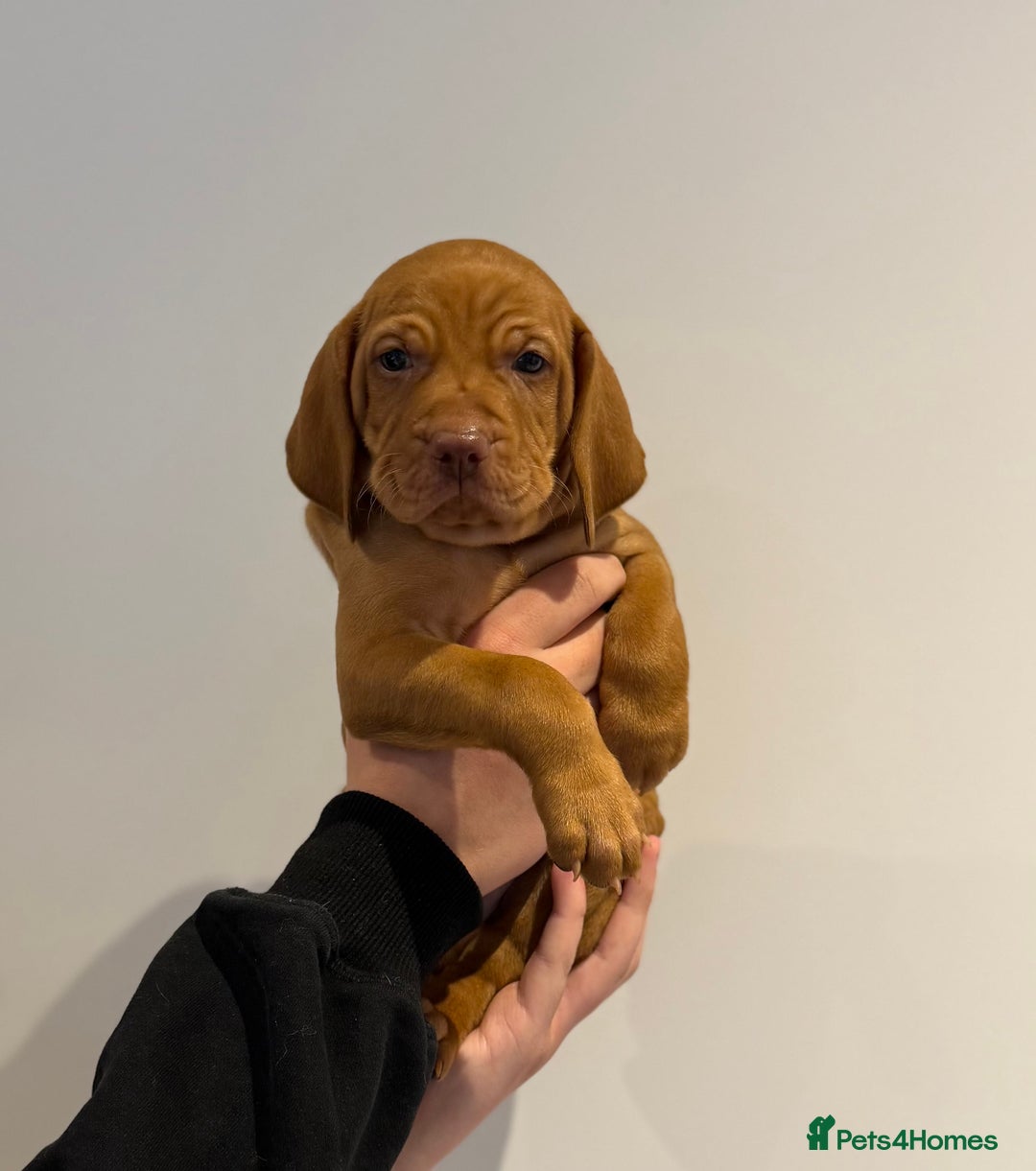Hungarian Vizsla dogs for sale: KC regarding Hungarian Vizsla puppies - Image 20