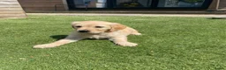 Golden Retriever dogs for sale: 1 Beautiful Golden Retriever Girl Left 😍🩷 - Advert 4