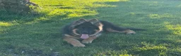German Shepherd dogs for sale: LONG COATED GERMAN SHEPHERD GIRL  - Advert 8