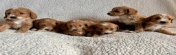 Cockapoo dogs for sale: F1bcockapoo puppies - DNA Health test clear  in Staines - Advert 28