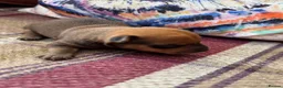 Jack Russell dogs for sale: Gorgeous Health Tested Home Bred pups - Advert 17