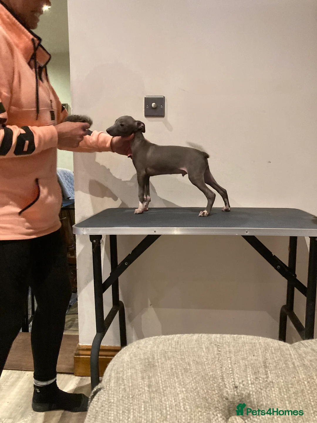 Italian Greyhound dogs for sale: Kennel club registered Italian greyhound puppies - Advert 3