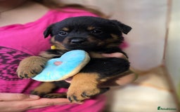 Rottweiler dogs for sale: Rottweiler puppies  - Image 15