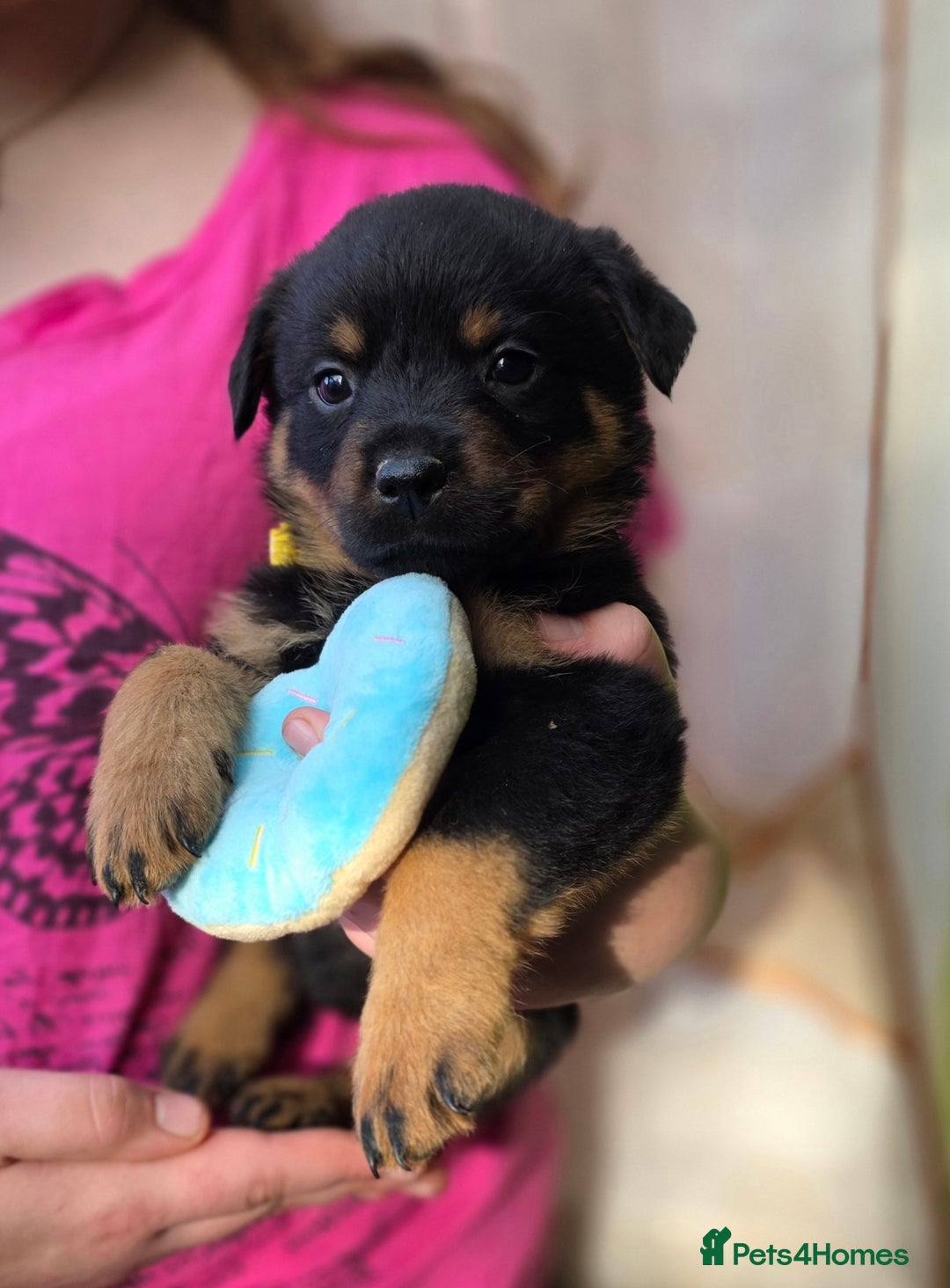 Rottweiler dogs for sale: Rottweiler puppies  - Image 15