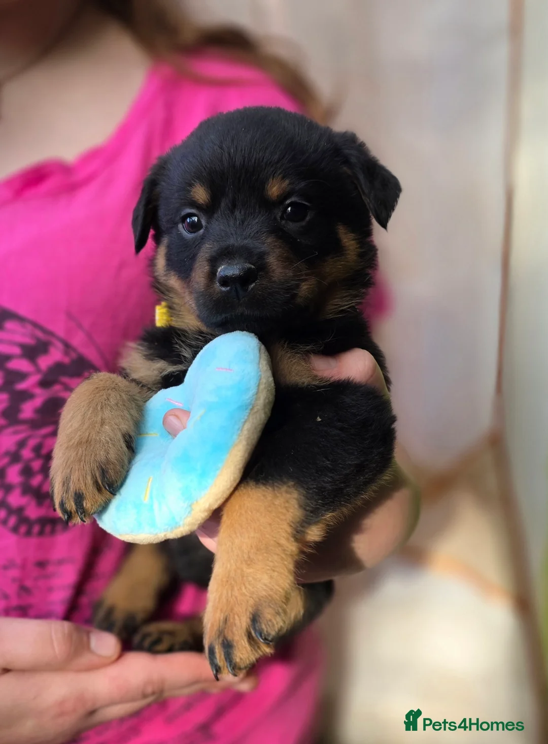 Rottweiler dogs for sale: Rottweiler puppies  - Advert 17