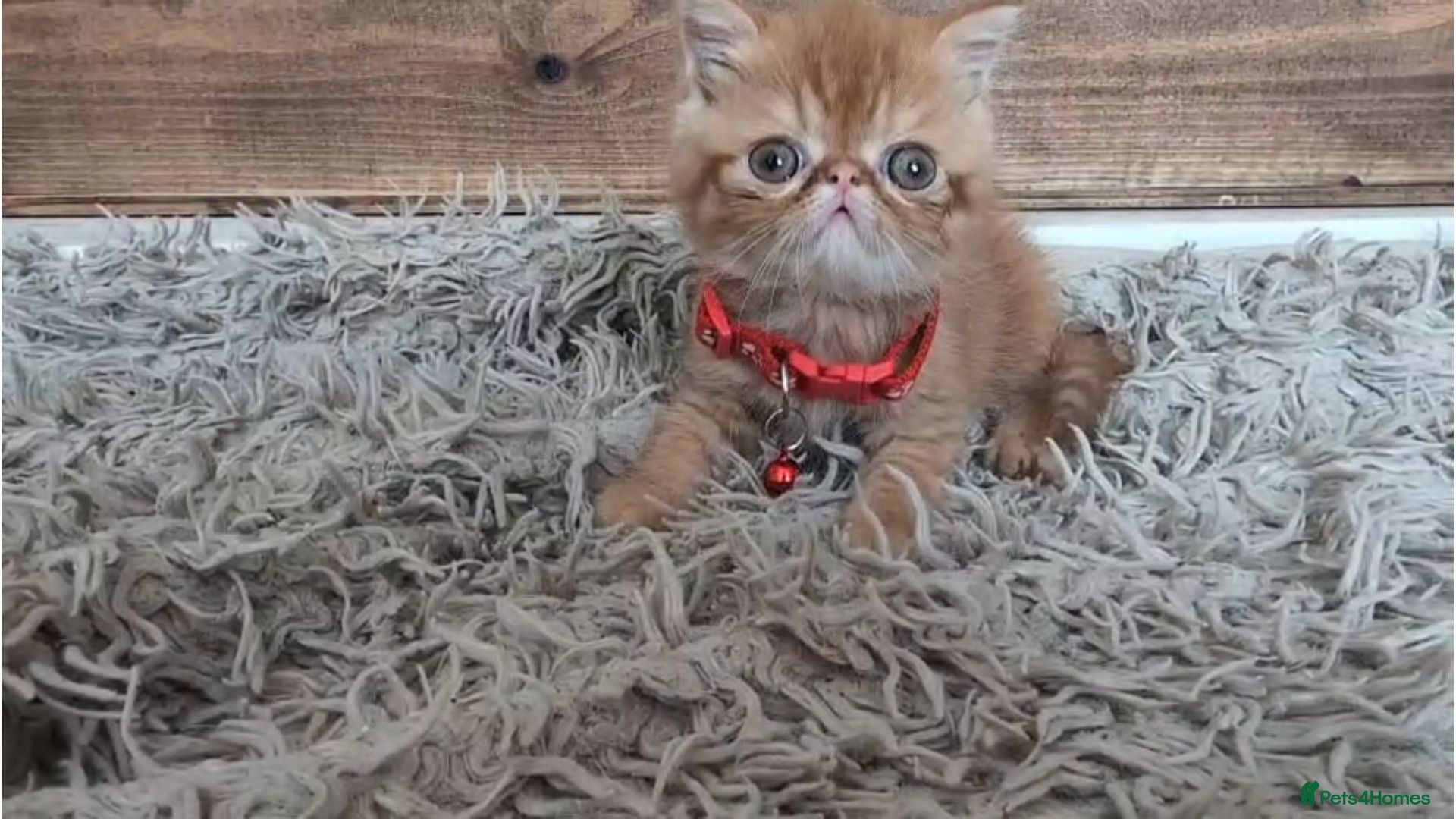 Persian cats 🐾 Beautiful Persian Kittens 🐾 - Advert 1