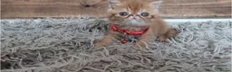 Persian cats for sale: 🐾 Beautiful Persian Kittens 🐾 - Advert 23