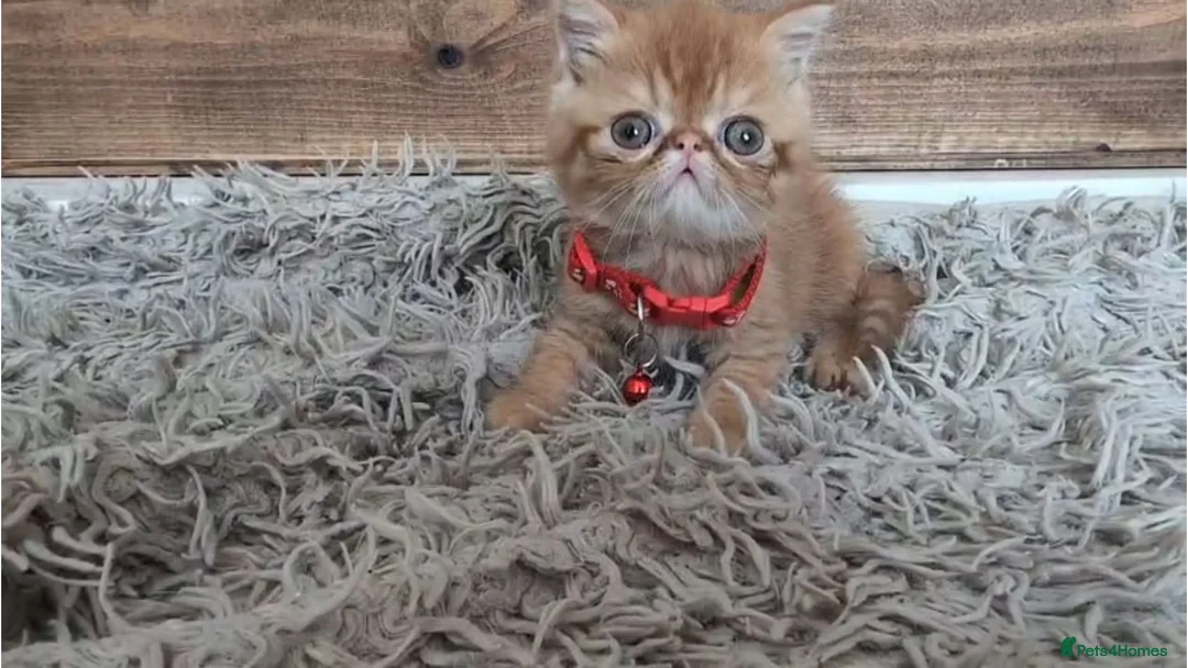 Persian cats for sale: 🐾 Beautiful Persian Kittens 🐾 - Advert 1