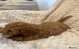 Toy Poodle dogs for sale: 🤎Toy poodles🤎 - Image 21