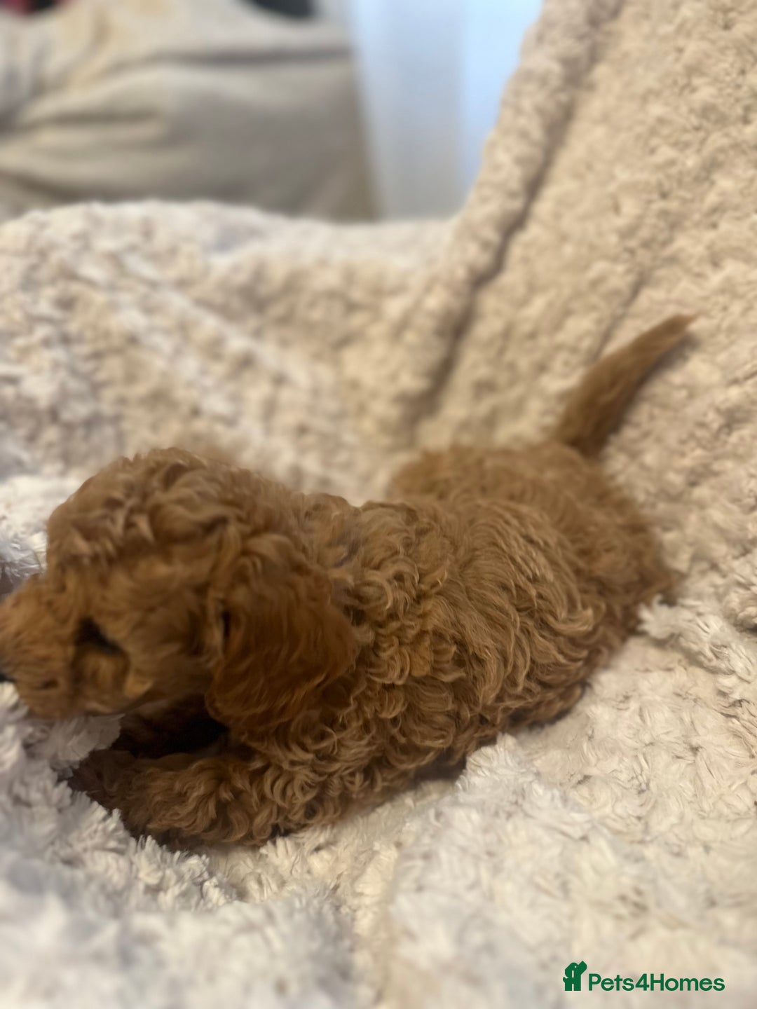 Toy Poodle dogs for sale: 🤎Toy poodles🤎 - Image 21