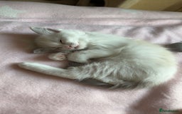 Ragdoll cats for sale: Girl ragdoll kittens  - Image 4