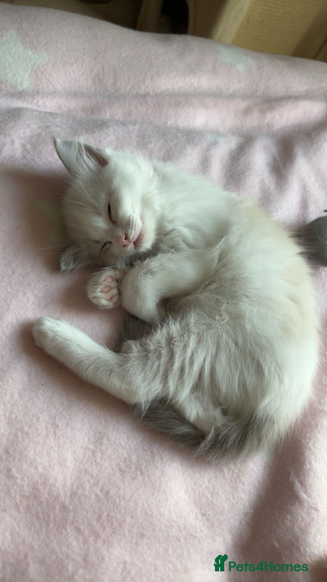 Ragdoll cats for sale: Girl ragdoll kittens  - Image 4