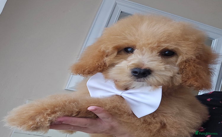 Goldendoodle dogs - Advert 1