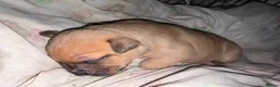 Staffordshire Bull Terrier dogs for sale: Staffy puppies  in London - Advert 2